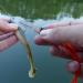 Zeck Fishing Hook Sharpener - Predator 10cm | Premium Fishing Tool for Sharp Hooks | International Shipping Available - Buy Online on GoSupps.com