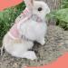 Adjustable Rabbit Leash Set - 2 Breathable Harnesses for Rabbits Hamsters & Cats - Soft & Comfortable - Available in Pink & Gray - Buy Online on GoSupps.com
