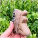 Natural Crystal Rough Natural Crystal Rough Raw Natural Amethyst Quartz Crystal Stone Cluster Angel Wing Carvings for Home Collection Home Decoration 1pc - Buy Online on GoSupps.com