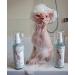 Kotomoda Probiotic Shampoo for Sphynx Cats 120ml with Foam Generator - Gentle Cleansing for Sensitive Skin - Buy Online on GoSupps.com