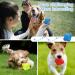 3-Piece Reaction Ball Set for Agility & Coordination Training - Blue, Red, Yellow - Buy Online on GoSupps.com