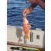 Deep Drop Fishing Rig with 5 Demon Circle 6/0 Hooks and Glow Sleeve - Snapper Rig - Buy Online on GoSupps.com