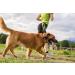 Pecco Hand Free Dog Lead Dog Walking Belt Ajustable Dog Leash Waist Belt Pet Dog Leash Coupler Running and Jogging Lead Belt with Retractable Bungee - Buy Online on GoSupps.com