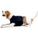 MPS Medical Pet Shirt for Dogs - Upper Body Top | Size M | Comfort & Support for Recovery - Buy Online on GoSupps.com