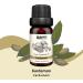 BRUBAKER Cardamom Oil Set - 3 x 10 ml Essential Oils for Aromatherapy | Vegan Gift Set - Buy Online on GoSupps.com
