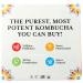 GTs Living Foods Organic Synergy Kombucha Variety 6 Pack - 16 FZ | Buy Online - Buy Online on GoSupps.com
