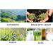 Emei Maofeng Tea Nenbud Fragrance Orchid e Th Vert pour Matcha Chinois en Vrac - Buy Online on GoSupps.com