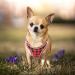 Adjustable Reflective Dog Harness for Small Dogs - Breathable Anti-Train Plaid Red - Perfect for Walking & Training - Buy Online on GoSupps.com