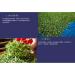 Dong Ding Oolong Tea Medium Roast Premium Selected Taiwanese Tea 150g x 4 Packs (600g Total) - Buy Online on GoSupps.com