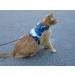 Mynwood Escape Proof Jacket/Harness for Adult Cats - Blue | International Shipping Available - Buy Online on GoSupps.com