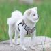 Heele Soft Dog Dishes & Adjustable Harness Vest - Safe Air Mesh Control for Small Dogs - XS Reflective Puppy Training Gear - Buy Online on GoSupps.com