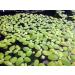 14x Dwarf Water Lettuce - Live Aquarium Floating Plant for Beginner - Buy Online on GoSupps.com