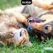 Anigo Ear Mite Oil 50ml for Cats - Fast Relief from Ear Mites with Chamomile Gentle Itch Care & Ear Cleaners - Buy Online on GoSupps.com