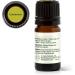 Plant Therapy Cardamom Essential Oil 5 mL (1/6 oz) 100% Pure Undiluted Aromatherapy Warm Cozy Scent Digestive Support 0.16 Fl Oz (Pack of 1) - Buy Online on GoSupps.com