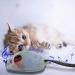 Onenine Electric Cat Toys - Interactive Play Mouse with Spring Tail & USB Cable | Boost Your Cat's Playtime & Combat Boredom - Buy Online on GoSupps.com