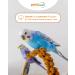 Petifool Red Millet 500g - Premium 100% Natural Bird Food for All Ornamental Birds - Single Feed - Buy Online on GoSupps.com