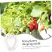 SUPVOX Growing Mold Heart 4pcs Transparent Melon Mold Garden Fruit Mold Small Fragrant Pear Small Fruit Heart-Shaped - Buy Online on GoSupps.com