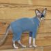 Warm Winter Sweater & Vest for Sphynx Cats - Knitted Jumpsuit & Coat for Hairless Cats (Blue Size S) - Buy Online on GoSupps.com