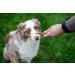 Pets Unlimited Chew Sticks with Beef - Small 8 Pieces (Pack of 2) | Premium Dog Treats for Healthy Chewing - International Shipping Available - Buy Online on GoSupps.com