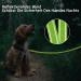 Demigreat Reflective Dog Leash - 3m/5m/10m/15m/20m Padded Handle & Hand Loop Training Leash for Small to Large Dogs - 16ft Green - Buy Online on GoSupps.com