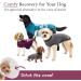 BellyGuard Dog Recovery Suit Post Surgery Onesie for Male & Female Dogs | Comfortable Cone Alternative for Large & Small Dogs | Soft Cotton, Patented Easy Potty System | Maroon Medium - Buy Online on GoSupps.com
