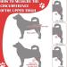 Dog Elbow Brace Dog Elbow Guard for Dog Elbow and Shoulder Support Elbow Hygroma Dysplasia Osteoarthritis Elbow Calluses Pressure Sores and Dislocated Shoulder(S) - Buy Online on GoSupps.com