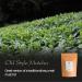 Matcha Organic Green Tea Japan - Artisan Farm - Sen Ca - 50g - Buy Online on GoSupps.com