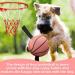 Hetoo Interactive Dog Toys - Basketball Tug-of-War Durable Balls & Puppy Gift for Small to Medium Dogs - Buy Online on GoSupps.com