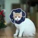 Adjustable Soft Cone Recovery Collar for Cats & Dogs - Slson Neck Cradle | Post-Surgery Protection Blue (M) - Buy Online on GoSupps.com
