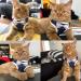 MyfatBOSS Cat Harness Leash Straps Soft and Comfortable Cat Walking Jacket with Running Cushioning Escape Proof Soft Adjustable Vest Harnesses for Pet Puppy Kitten Rabbit (S) S (Pack of 1) - Buy Online on GoSupps.com