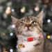 VKPETFR Breakaway Cat Collars with Bell & Pendants - 3 Pack Adjustable Safety Kitten Collars for Christmas - Buy Online on GoSupps.com