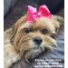 200 Clear Hair Ties Rubber Bands for Women/Girls & Pet Grooming - Hair Accessories for Styling, Dog Top Knots & Bows - 200ct - Buy Online on GoSupps.com