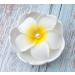Sowaka 3 Pcs Plumeria Flower Hair Clip Set with Pearl - White Hawaiian Foam Hair Accessories for Women & Girls - Perfect for Beach, Bridal, Wedding & Party Headpiece Decoration - Buy Online on GoSupps.com
