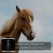 Distillerie des C vennes - Cade Oil for Horses - Dermatitis Care - 500g - The Only Oil 100% Made and Distilled in France - Buy Online on GoSupps.com