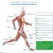 ZXSYYYDS Electromagnetic Shockwave Therapy Device for ED & Muscle Pain Relief - Professional Physiotherapy Massager - Buy Online on GoSupps.com