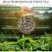 Yan Hou Tang Chinese White Silver Needle Tea Loose Leaf - 100g Natural Premium High Mountain Leaves Antioxidants for Teeth & Skin Health White Tea - Buy Online on GoSupps.com