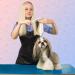 Shop 2-in-1 Stainless Steel Dog & Cat Combs - Professional Pet Grooming Tool for All Breeds - Buy Online on GoSupps.com