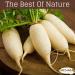1 Pack Pure & Natural Radish Oil Cold Pressed El Hawag Elhawag Natural Concentrated Crude Perfect Fresh For Food & Body & Skin & Hair No Additives Non Gmo Kosher Halal (1 oz / 30 ml)  - Buy Online on GoSupps.com