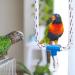 Nobleza Cotton Bird Swing Toy - Durable Rope Swing for Parrots & Birds | Perfect for Active Play - Buy Online on GoSupps.com