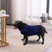 Donner Jacket for Dogs Anxiety Soothing Vest Thunder Shirt for Fear Relief XL Navy Blue (Pack of 1) - Buy Online on GoSupps.com