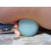 Lacrosse Balls for Foot Massage & Myofascial Release - Trigger Point Therapy for Plantar Fasciitis, Tight Muscles, Neck, Back - Yoga & Workout Stress Relief - Blue (2 Pack) - Buy Online on GoSupps.com