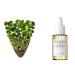 Generic Centella Asiatica Face Serum - Revitalize Your Skin with Soothing and Hydrating Formula Calming Soothing Hydrating Serum for Women Korean Skincare Serum