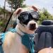 Anti-UV Small Dog Glasses - Soft Motorcycle Goggles for Small to Medium Dogs | Foggy Windproof & Sausage-Proof Protection - Buy Online on GoSupps.com