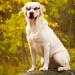 Luckxing Glasses for Dogs | Cat & Dog Barrel Glasses for Medium Dogs | Windproof Soft Eye Protection - Pink - Buy Online on GoSupps.com
