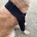 SUDNJIALQ Dog Shoulder Protector Durable And Safe Convenient Polyester Dog Elbow Protector Brace Protector Black L L Black - Buy Online on GoSupps.com
