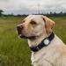 Supmega Airtag Dog Collar Holder - Waterproof Metal Cover for Dogs & Cats - Anti-Loss Airtag Accessories (Black) - Buy Online on GoSupps.com