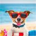 Waterproof Airtag Case for Dog Cat Collar Apple Air Tag Protective Holder GPS Tracking Finder for Pet Silicone Case for Dog Collar Cat Loop Holder Pet Accessories Small Black - Buy Online on GoSupps.com