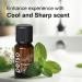 100% Pure Peppermint Essential Oil 10ml | Natural Oil for Diffuser Hair Growth Cooking & Gifts - Buy Online on GoSupps.com