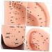 Solustre Ear Massage Model - Natural Size Human Ear Acupoint Tool with Base - Buy Online on GoSupps.com