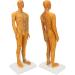 High-Quality Acupuncture Point Body Model - Exquisite Craftsmanship & Practical Accessories for Training - Buy Online on GoSupps.com